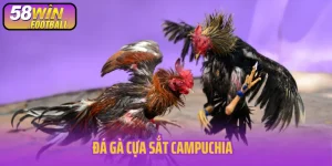 Đá gà cựa sắt campuchia