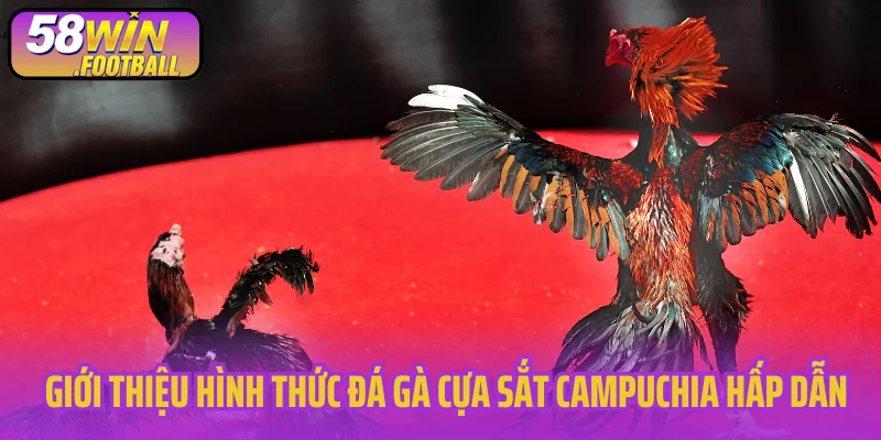 Giới thiệu hình thức đá gà cựa sắt Campuchia hấp dẫn
