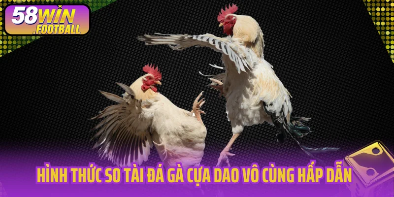 Giới thiệu hình thức so tài đá gà cựa dao vô cùng hấp dẫn