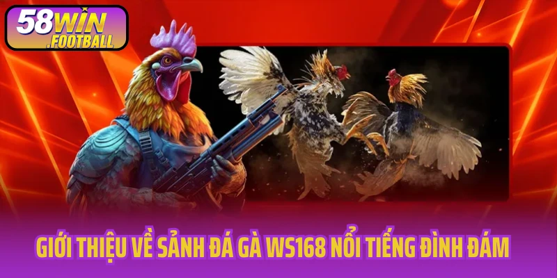 Giới thiệu về sảnh đá gà WS168 nổi tiếng đình đám