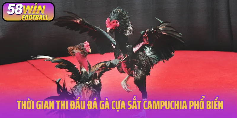Thời gian thi đấu đá gà cựa sắt Campuchia phổ biến