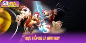 Trực tiếp đá gà hôm nay
