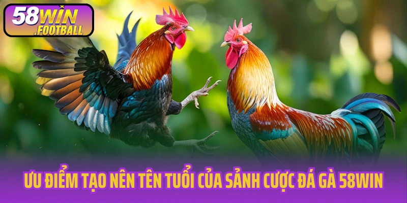 Ưu điểm tạo nên tên tuổi của sảnh cược đá gà 58Win